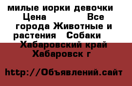 милые иорки девочки › Цена ­ 15 000 - Все города Животные и растения » Собаки   . Хабаровский край,Хабаровск г.